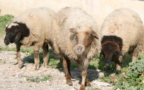 أصبح صdاحب خرفان